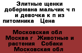 Элитные щенки добермана мальчик ч/п и девочка к/п из питомника › Цена ­ 35 000 - Московская обл., Москва г. Животные и растения » Собаки   . Московская обл.,Москва г.